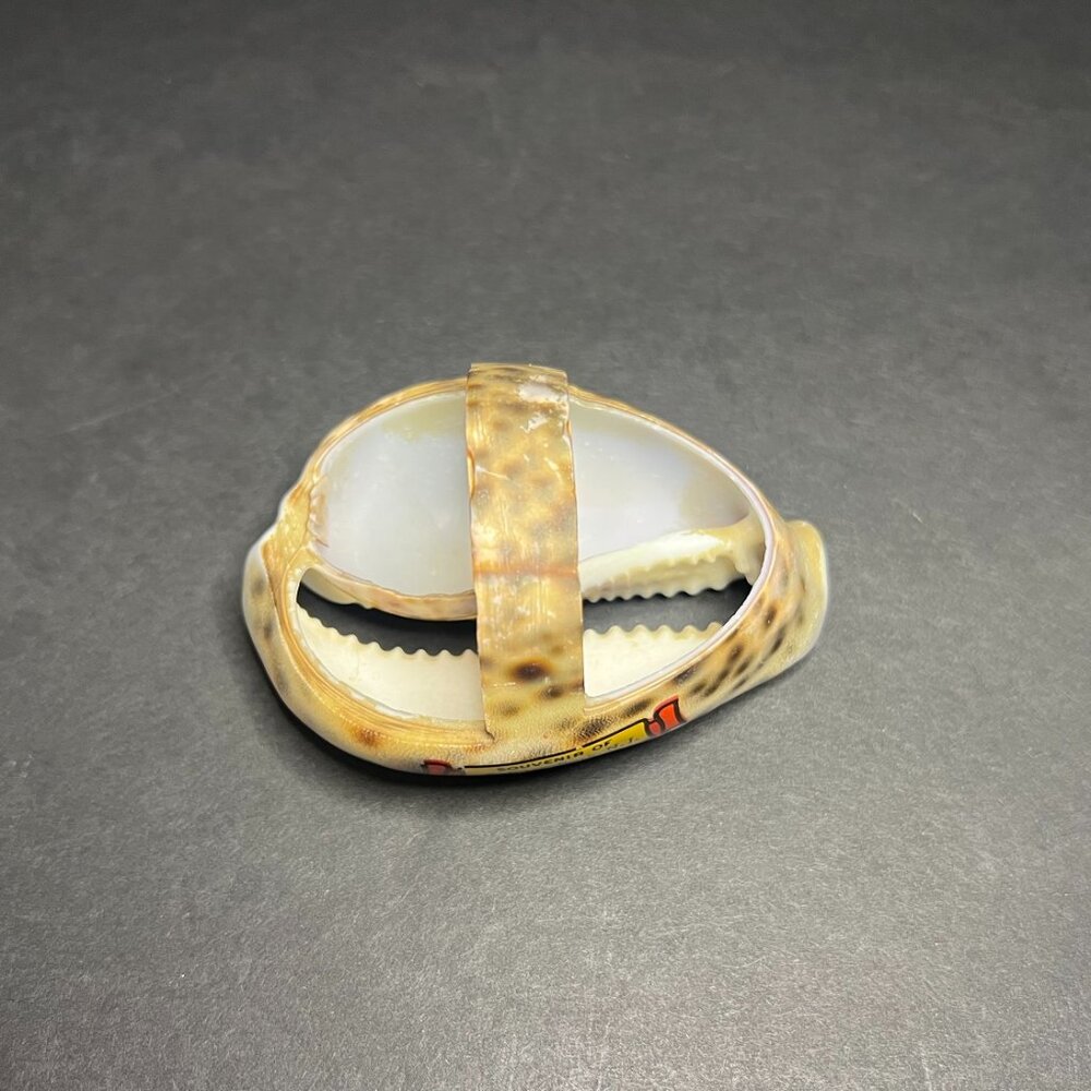 Vintage Unique Asbury Park NJ Souvenir Collectible Basket Shaped Cowrie Shell